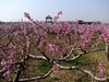 人面桃花相映红