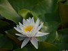 新近淘了一只70-200 f4试试效果