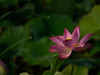 新近淘了一只70-200 f4试试效果