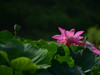 新近淘了一只70-200 f4试试效果