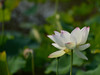 新近淘了一只70-200 f4试试效果