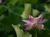 新近淘了一只70-200 f4试试效果