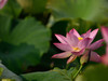 新近淘了一只70-200 f4试试效果