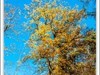 山林写秋意