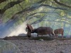 霞浦行--杨家三奚