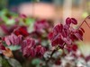 红花檵木