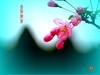 垂丝海棠之四