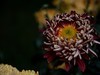 沈阳中山公园拍的菊花
