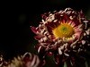 沈阳中山公园拍的菊花