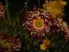 沈阳中山公园拍的菊花