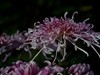 沈阳中山公园拍的菊花