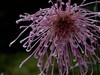 沈阳中山公园拍的菊花