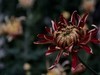 沈阳中山公园拍的菊花