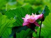 荷花宫样美人妆  荷叶临风翠作裳