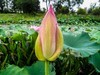 花、荷微距