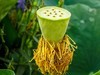 花、荷微距