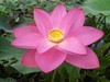 花、荷微距