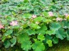 花、荷微距