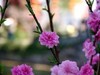 无锡即将进入最美季节