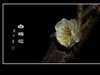 冰洁馨香的白梅花