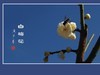 冰洁馨香的白梅花