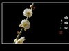冰洁馨香的白梅花