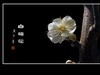 冰洁馨香的白梅花