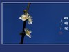 冰洁馨香的白梅花