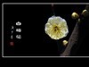 冰洁馨香的白梅花