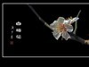 冰洁馨香的白梅花