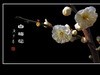 冰洁馨香的白梅花