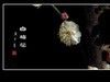 冰洁馨香的白梅花