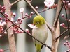 抓拍绣眼—3