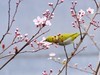 抓拍绣眼—3