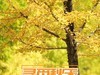 寻找秋天