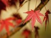 斑斓秋色（二）