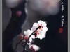 梅花开了