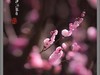 梅花开了