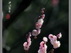 梅花开了