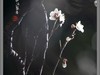 梅花开了