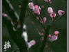 梅花开了