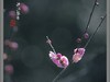梅花开了