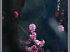 梅花开了