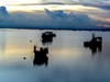 阳江红树林2