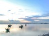 阳江红树林2