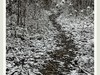 踏雪黑森林