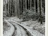 踏雪黑森林