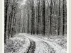 踏雪黑森林