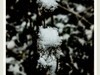 踏雪黑森林