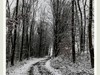 踏雪黑森林